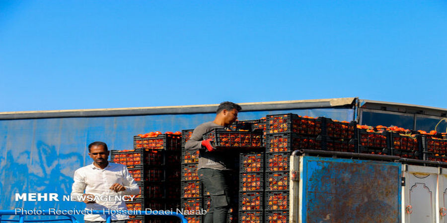 امکان صادرات گوجه‌فرنگی به عراق فراهم شد