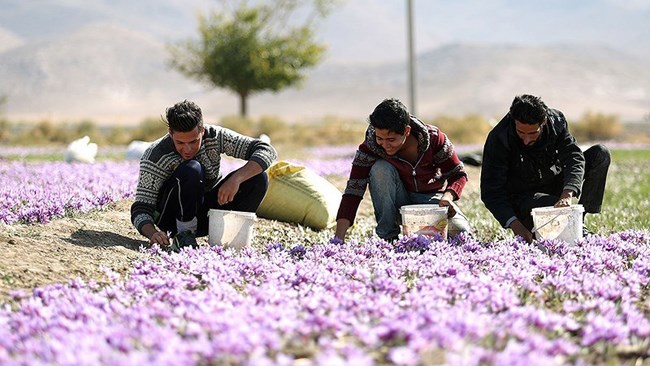 دستورالعمل خرید حمایتی زعفران ابلاغ شد دستورالعمل خرید حمایتی زعفران ابلاغ شد