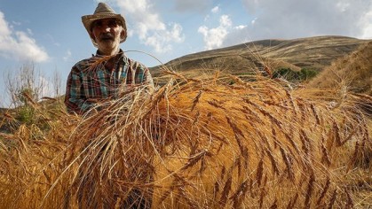 ابلاغ دستورالعمل خرید تضمینی گندم و دانه‌های روغنی